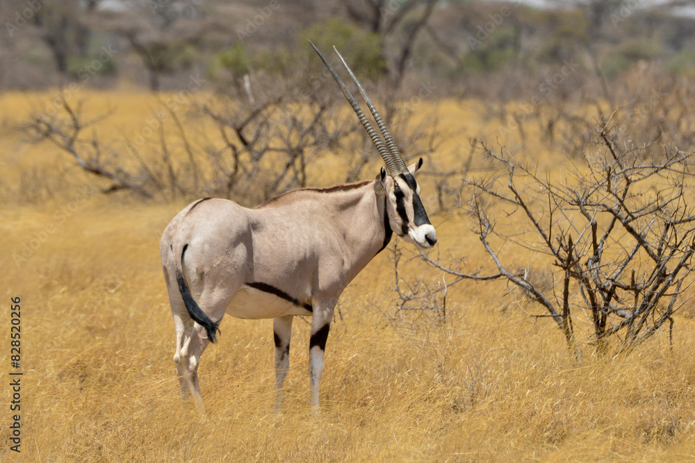 Fototapeta premium Oryx beisa, femelle et jeune, Oryx gazella beisa, Parc national de Samburu, Kenya