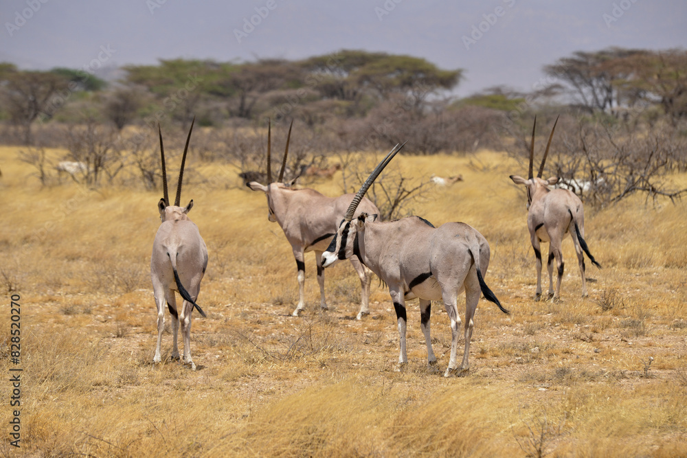 Oryx beisa, femelle et jeune, Oryx gazella beisa, Parc national de Samburu, Kenya Oryx beisa, femelle et jeune, Oryx gazella beisa, Parc national de Samburu, Kenya