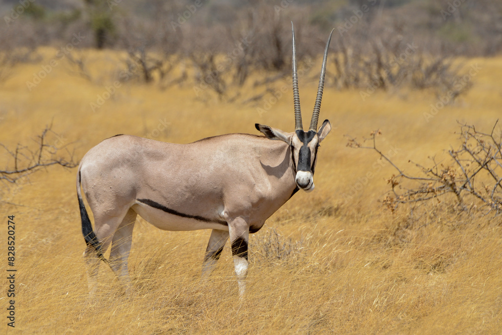 Oryx beisa, femelle et jeune, Oryx gazella beisa, Parc national de Samburu, Kenya Oryx beisa, femelle et jeune, Oryx gazella beisa, Parc national de Samburu, Kenya