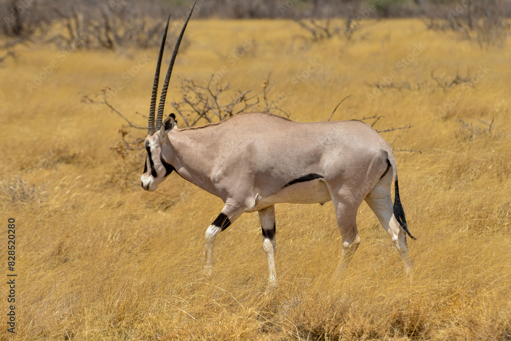 Oryx beisa, femelle et jeune, Oryx gazella beisa, Parc national de Samburu, Kenya Oryx beisa, femelle et jeune, Oryx gazella beisa, Parc national de Samburu, Kenya