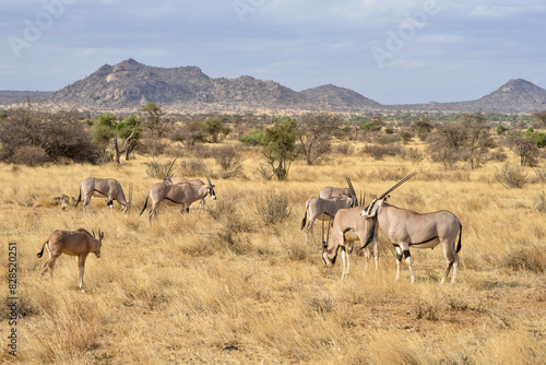 Oryx beisa  femelle et jeune   Oryx gazella beisa  Parc national de Samburu  Kenya