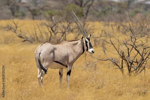 Oryx beisa, femelle et jeune, Oryx gazella beisa, Parc national de Samburu, Kenya