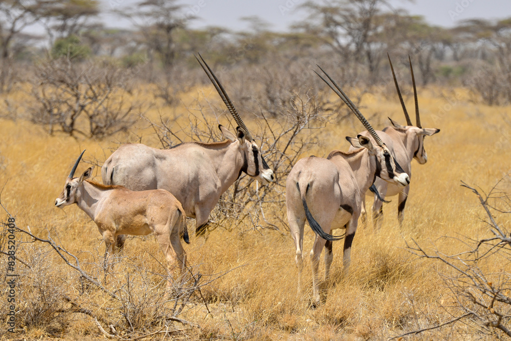 Oryx beisa, femelle et jeune, Oryx gazella beisa, Parc national de Samburu, Kenya Oryx beisa, femelle et jeune, Oryx gazella beisa, Parc national de Samburu, Kenya
