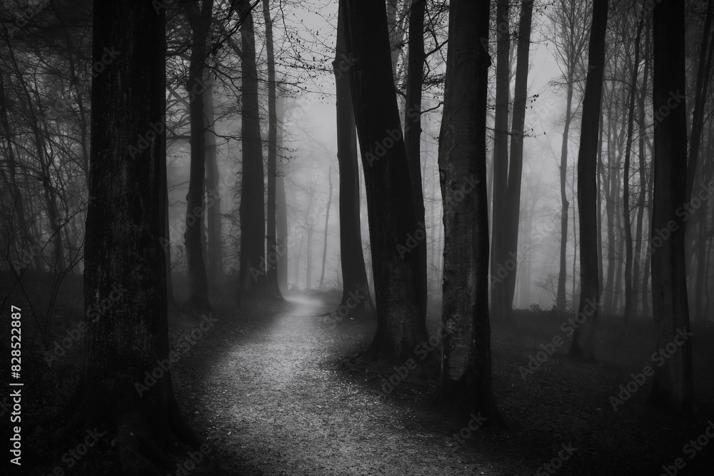 Fototapeta premium an eerie forest with the fog in it's eyes
