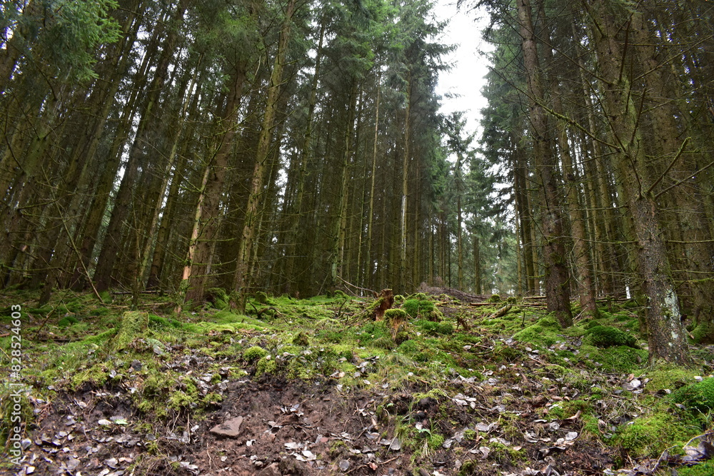 Hiking in the forest near Hessisch Lichtenau Hiking in the forest near Hessisch Lichtenau