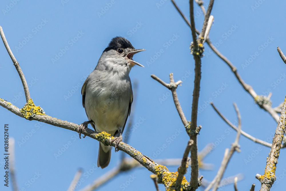 European blackcap (Sylvia atripacilla)