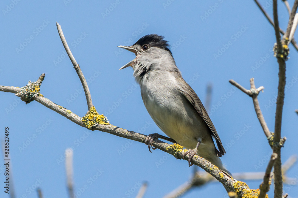 European blackcap (Sylvia atripacilla)