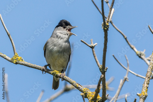 Obraz na płótnie European blackcap (Sylvia atripacilla) w salonie
