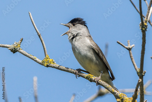 European blackcap (Sylvia atripacilla)