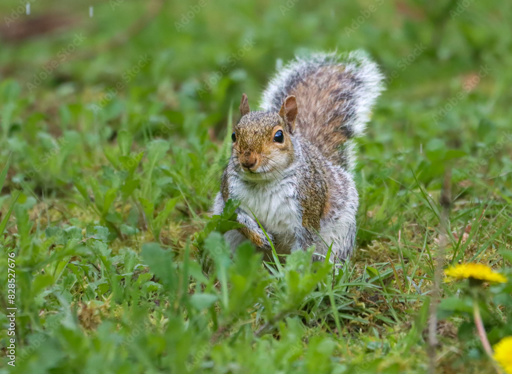 Squirrel perched in grassy field Squirrel perched in grassy field