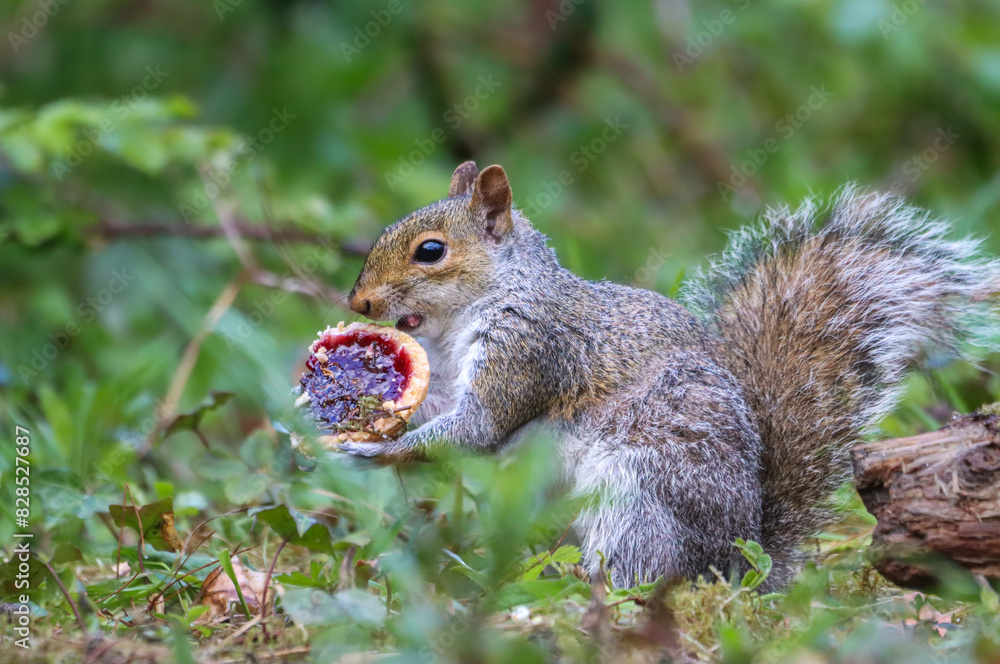 Squirrel standing on hind legs, holding object in mouth, with mouth open Squirrel standing on hind legs, holding object in mouth, with mouth open