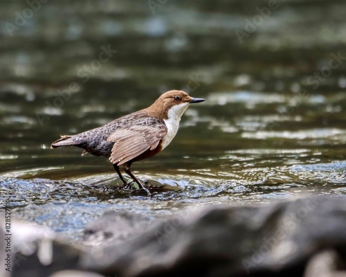 Dipper perched on rocky shore by water