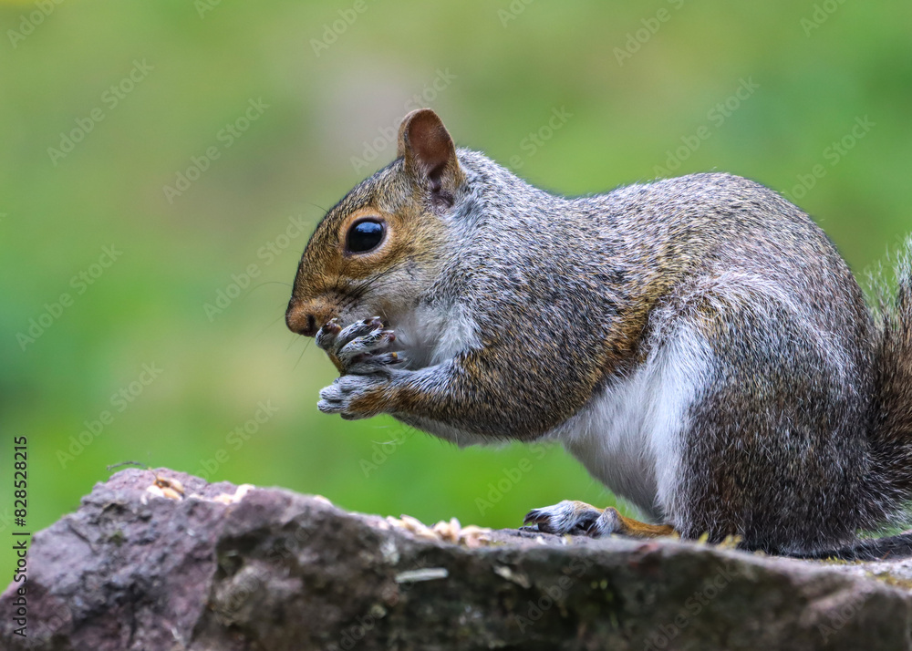 Squirrel perched on a rock Squirrel perched on a rock