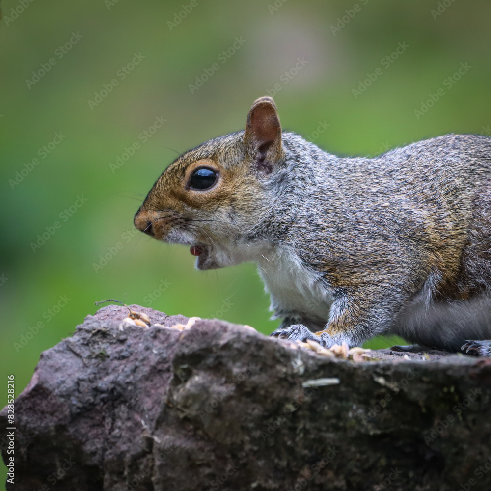 Squirrel with striking blue eyes and white chest feeding on a rock Squirrel with striking blue eyes and white chest feeding on a rock