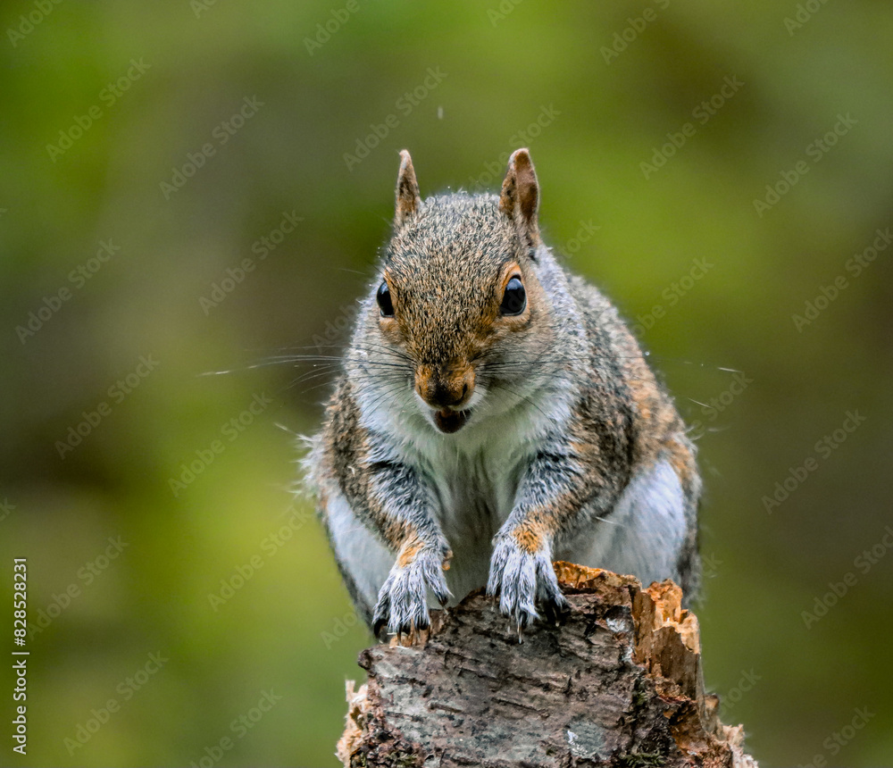 Squirrel on a tree stump making eye contact with the camera Squirrel on a tree stump making eye contact with the camera