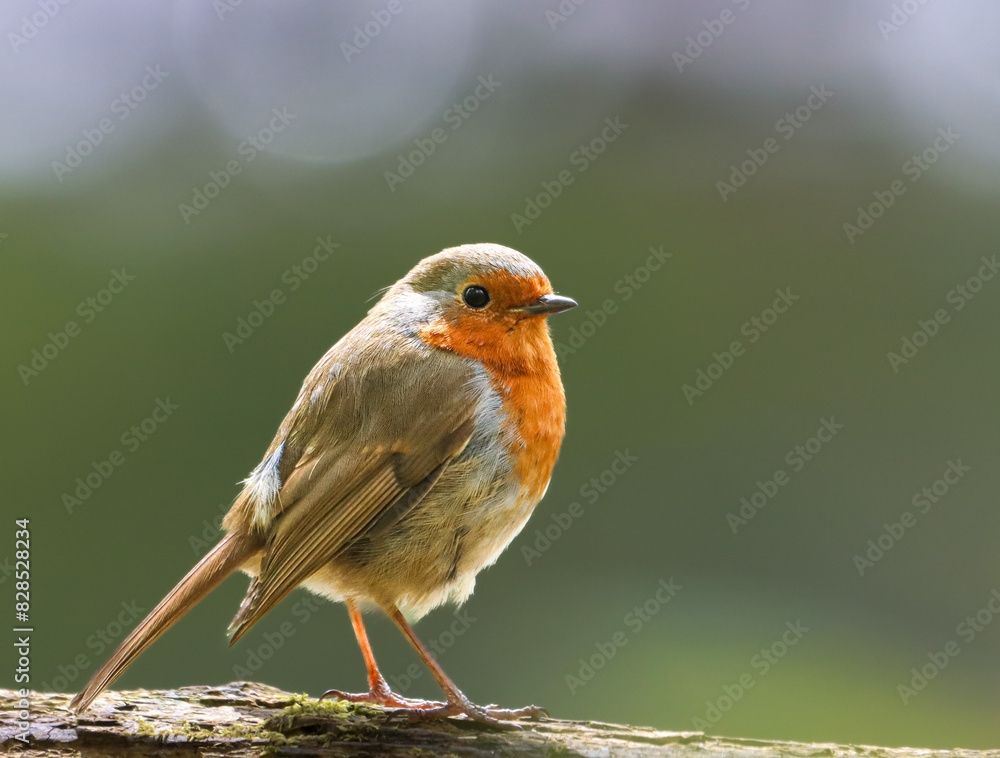 Robin perched on wood with vibrant orange breast Robin perched on wood with vibrant orange breast