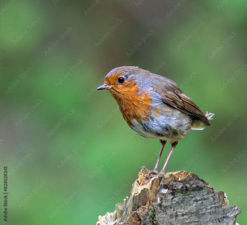 Orange and gray robin perched on a tree stump Orange and gray robin perched on a tree stump