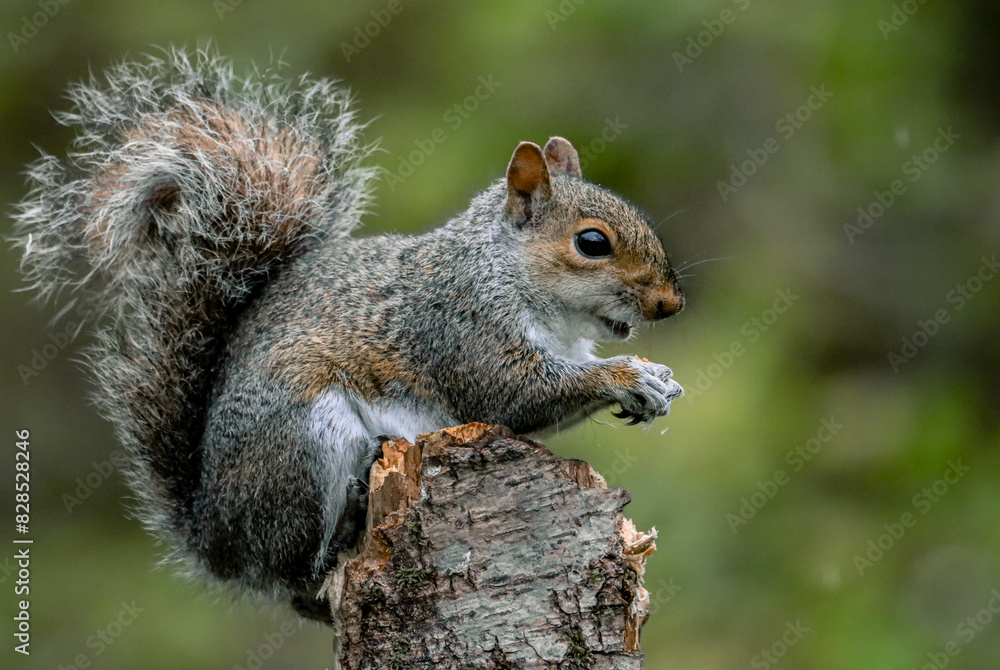Squirrel perched on a stump against a green backdrop Squirrel perched on a stump against a green backdrop