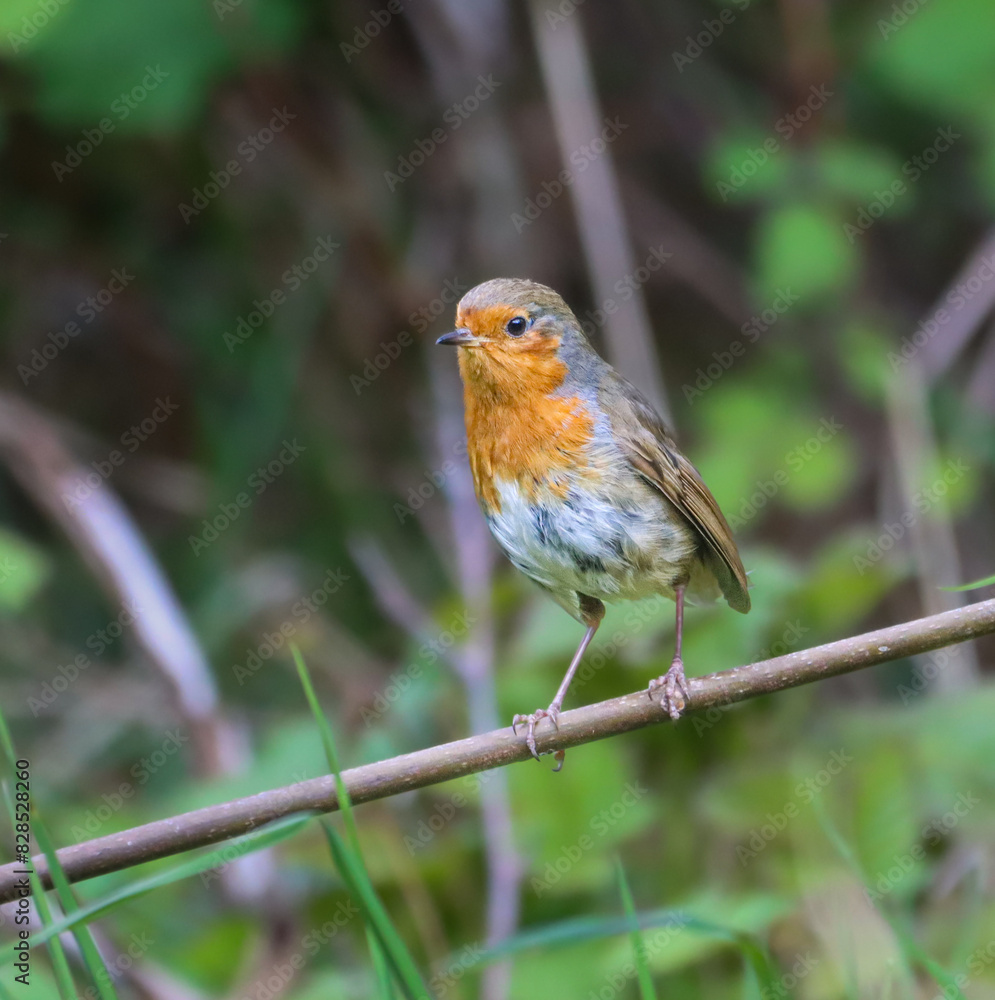 Tiny robin perched on a tree branch in a forest Tiny robin perched on a tree branch in a forest