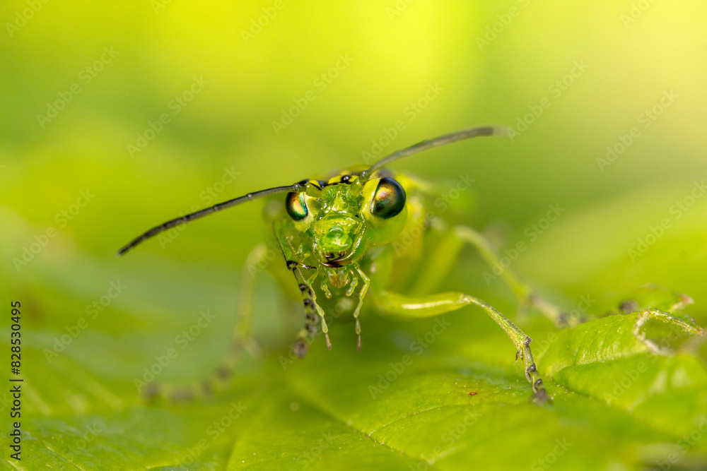 Fototapeta premium Grüne Blattwespe auf einem grünen Blatt