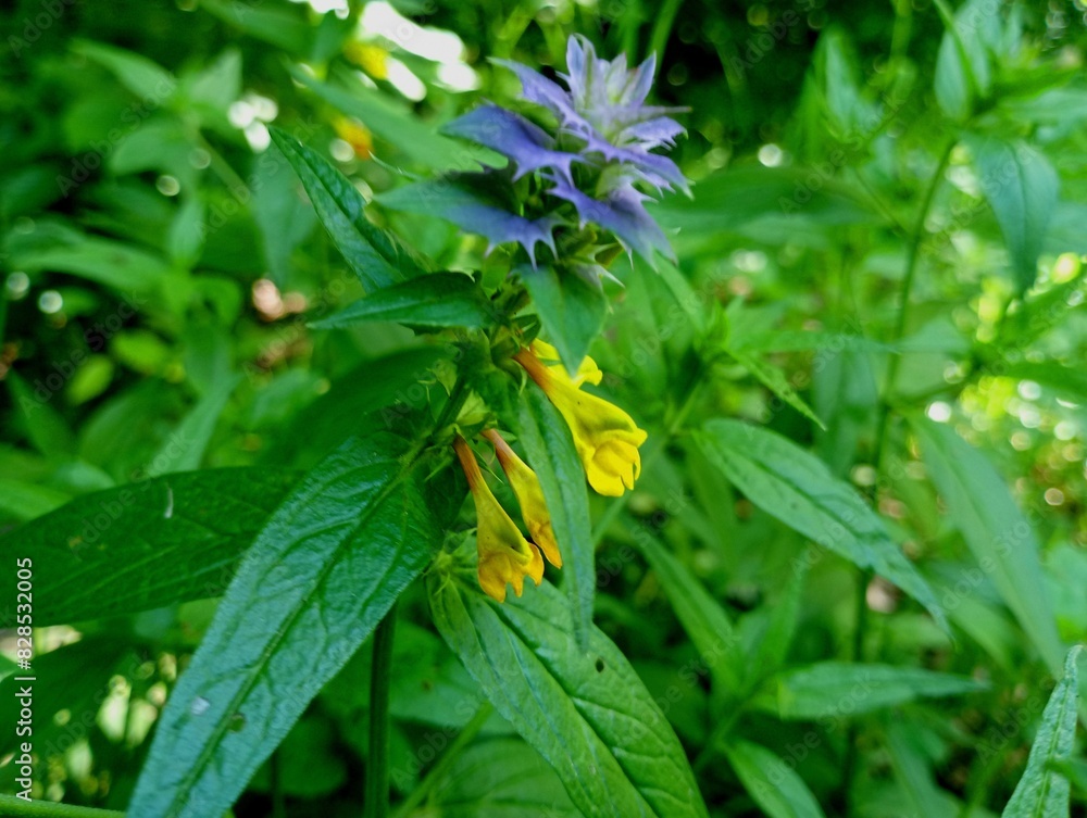 Yellow-blue wild flower of the grove. A beautiful flower with yellow and blue flowers on one stem. The subject of field and forest flowers. Yellow-blue wild flower of the grove. A beautiful flower with yellow and blue flowers on one stem. The subject of field and forest flowers.