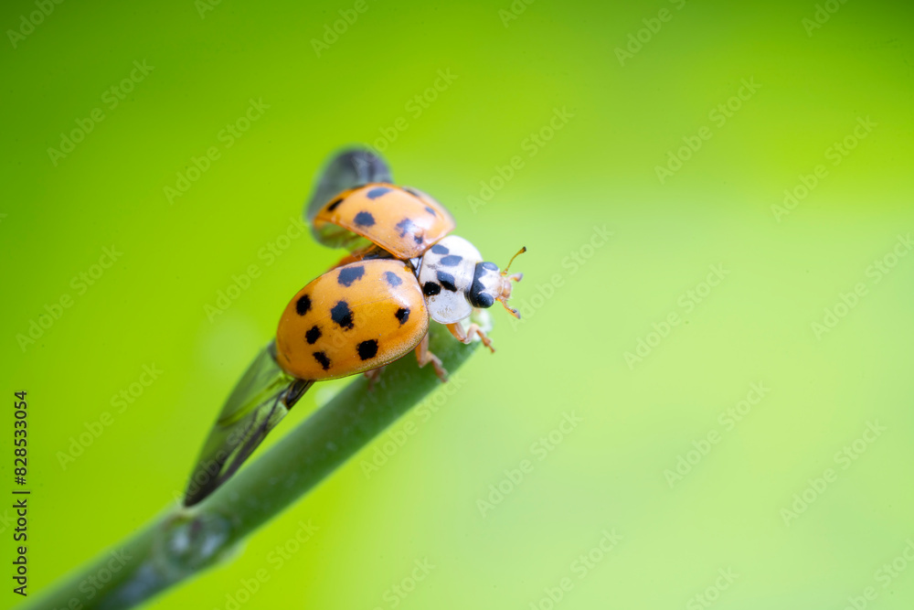 Fototapeta premium Harmonia axyridis in the wild state