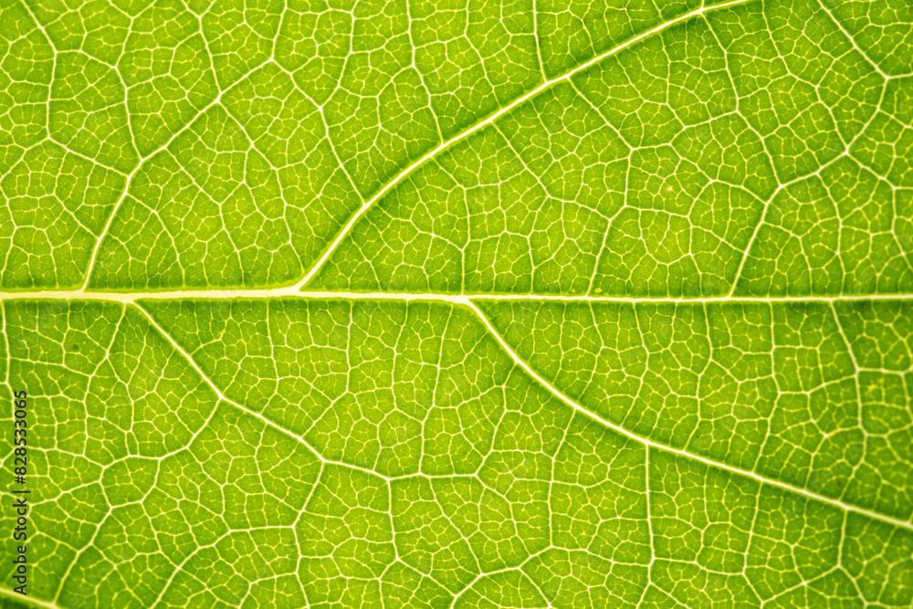 Close up of green leaf,leaf vein texture,background of green leaf,macro photo Close up of green leaf,leaf vein texture,background of green leaf,macro photo