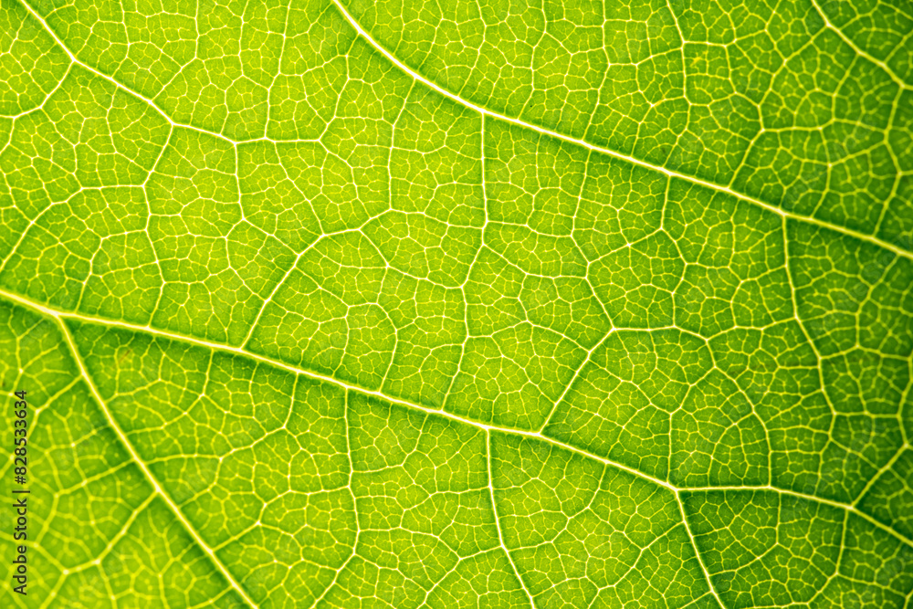 Close up of green leaf,leaf vein texture,background of green leaf,macro photo Close up of green leaf,leaf vein texture,background of green leaf,macro photo