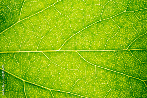 Close up of green leaf,leaf vein texture,background of green leaf,macro photo