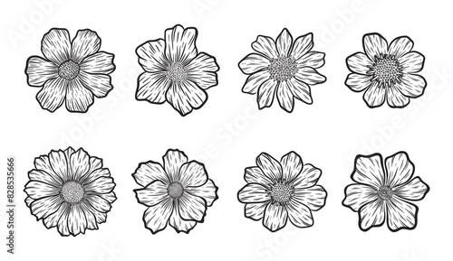 wildflower set hand drawn isolated vector illustration © przemyslaw