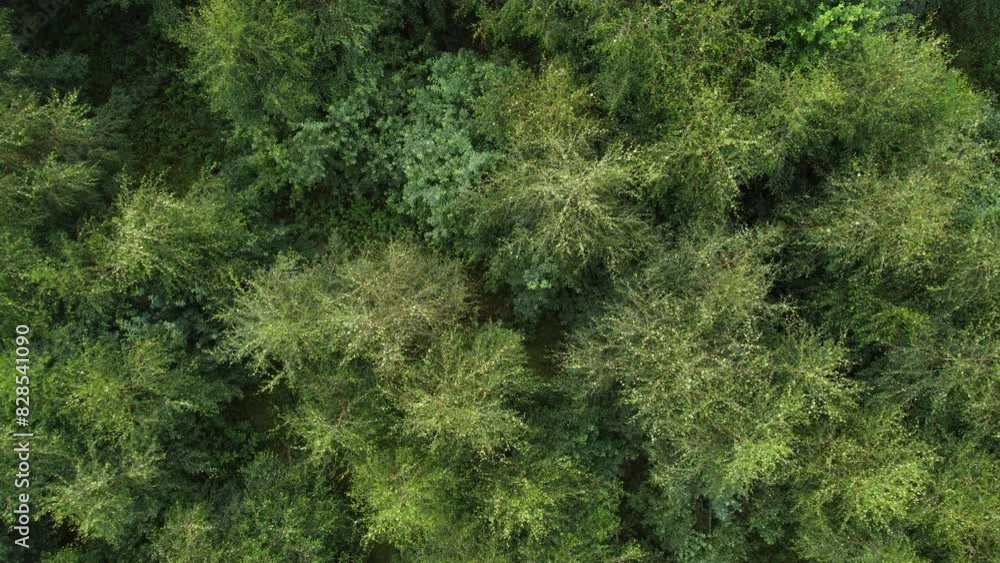 Drone shot of the dense green trees in the woods of Tiveden National Park in Tived, Sweden