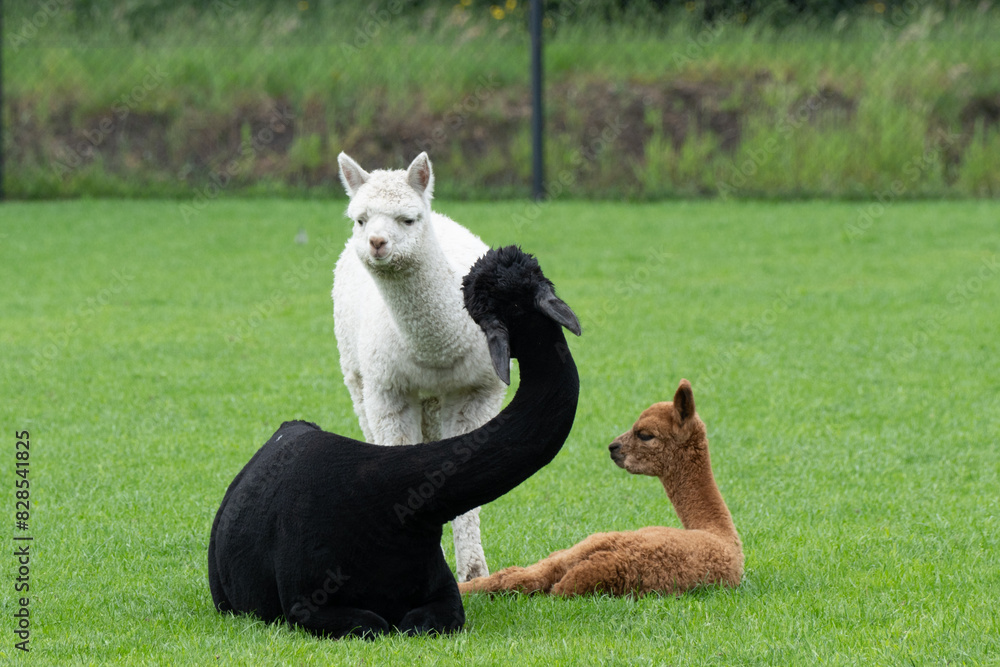 Obraz premium Three colours of Alpaca