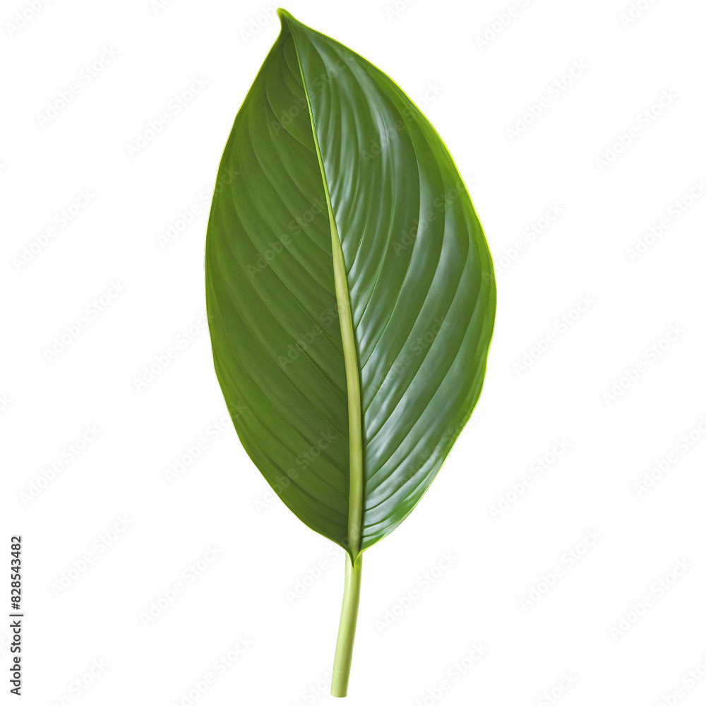 Peace lily leaf elongated oval leaf with glossy dark green surface and prominent midrib Spathiphyllum Peace lily leaf elongated oval leaf with glossy dark green surface and prominent midrib Spathiphyllum