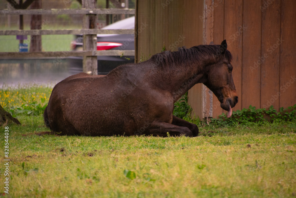 Naklejka premium Thoroughbred horse resting in a yard.