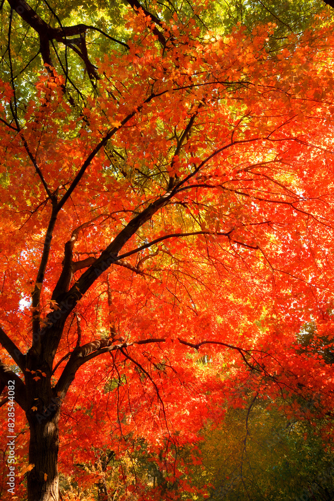 Autumn, nature and trees in countryside forest, travel scenery and colourful foliage in Amsterdam woodlands. Conservation, fall season and environment for outdoor growth, leaves and branches Autumn, nature and trees in countryside forest, travel scenery and colourful foliage in Amsterdam woodlands. Conservation, fall season and environment for outdoor growth, leaves and branches