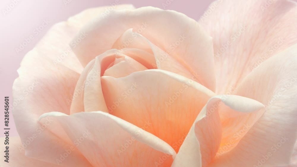 Rose Flower open close up, soft petals of beautiful rose time lapse, nature background. Bouquet, beauty flower macro shot, blooming pastel, pink Easter backdrop, romantic, tenderness concept, love Rose Flower open close up, soft petals of beautiful rose time lapse, nature background. Bouquet, beauty flower macro shot, blooming pastel, pink Easter backdrop, romantic, tenderness concept, love