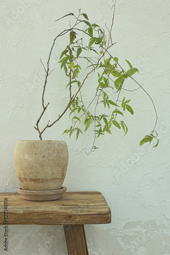 Pot plants in vintage pots and concrete background
