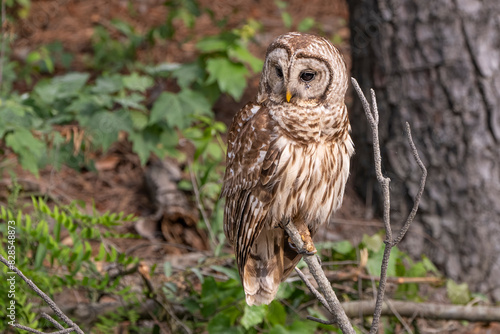 Wallpaper Mural Owl resting on a branch in the forest with foliage Torontodigital.ca