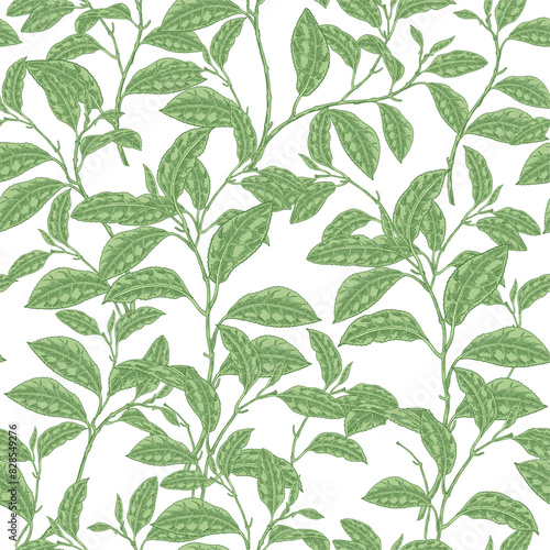 Green tea seamless pattern. Vector illustration. Camellia sinensis plant.