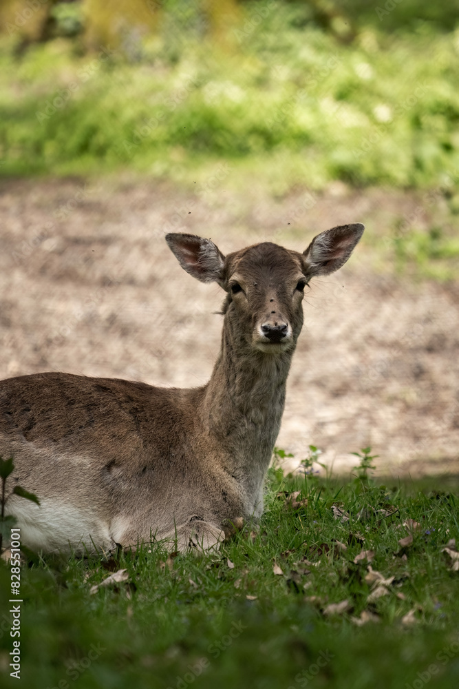 Deer resting in grass under tree on sunny day Deer resting in grass under tree on sunny day