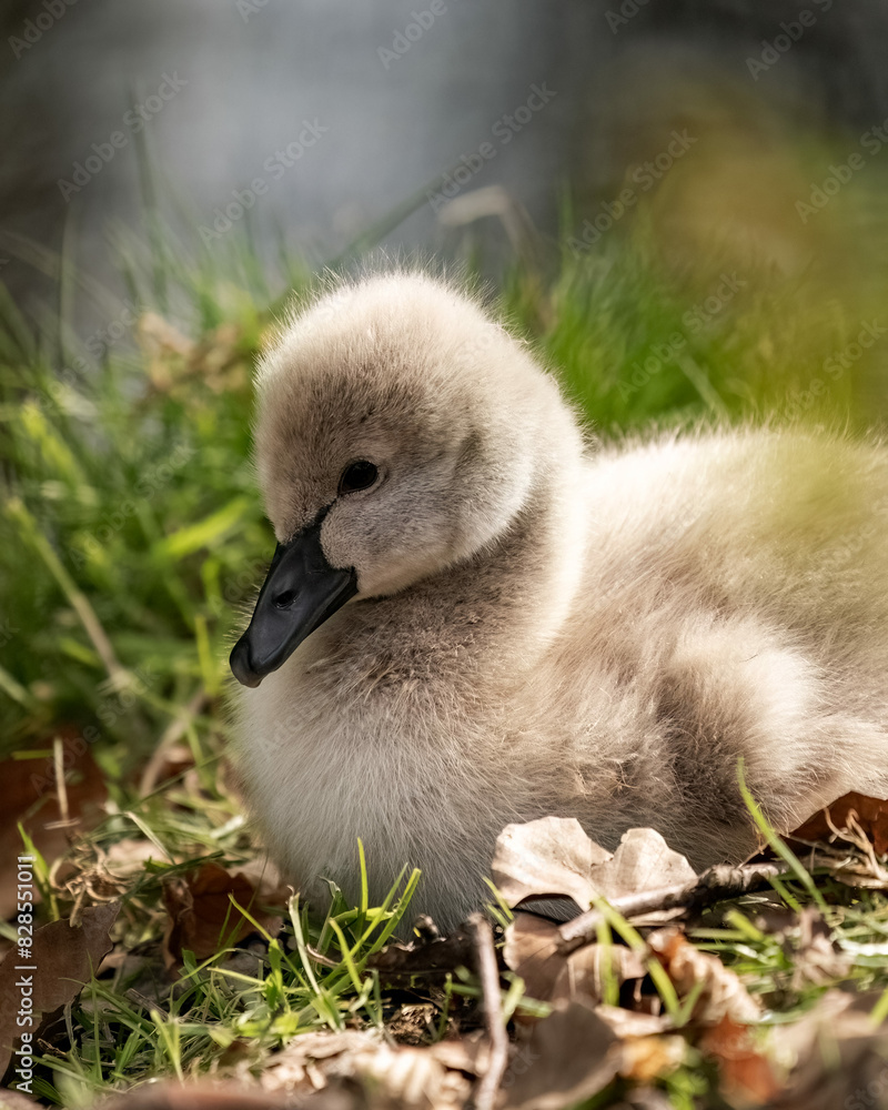 Cute juvenile swan perched on foliage in the meadow Cute juvenile swan perched on foliage in the meadow