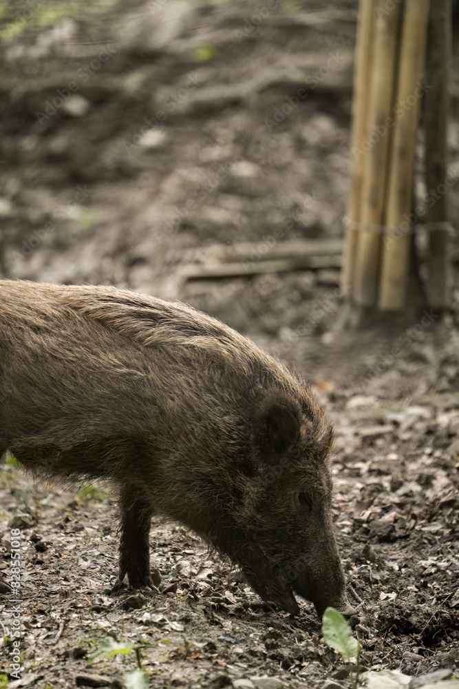 Tiny pig standing in a field of leaves near a fence Tiny pig standing in a field of leaves near a fence