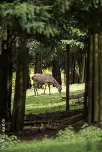 Deer forage in the forest close to a fenced area