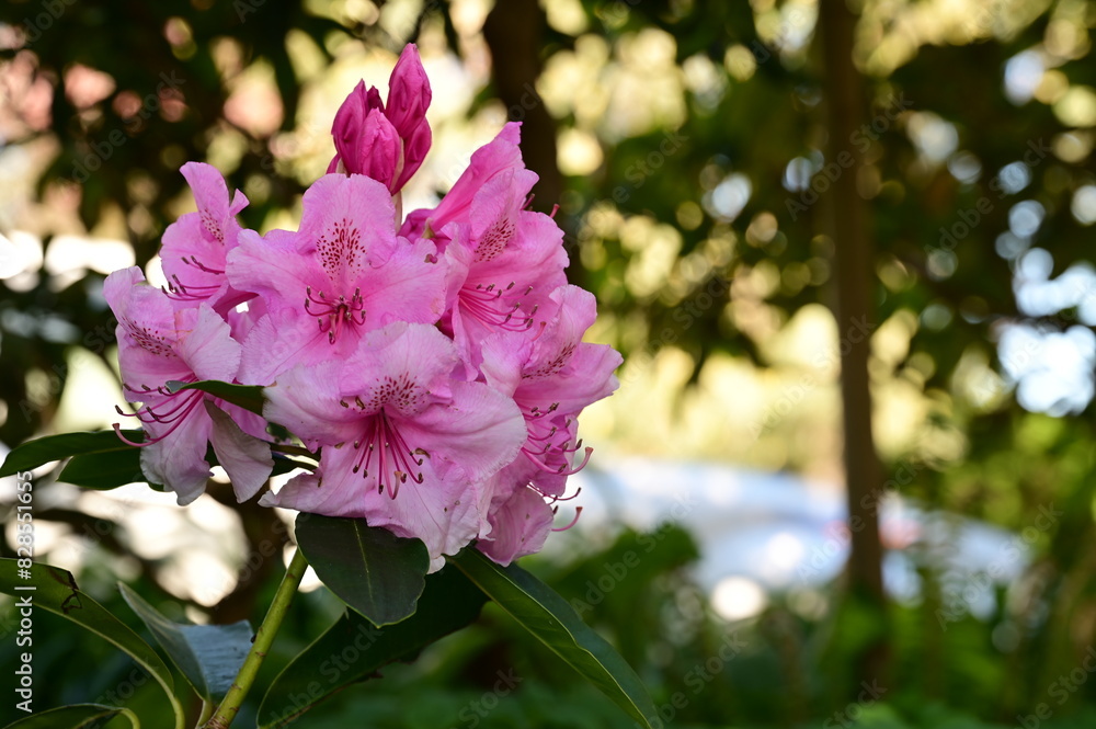 Fototapeta premium Pink flowers blooming in a garden next to a street