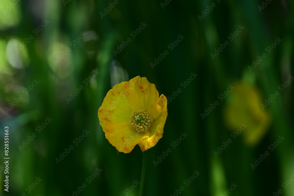 Fototapeta premium Bright yellow flower blooming on a sunlit stem in a cozy setting