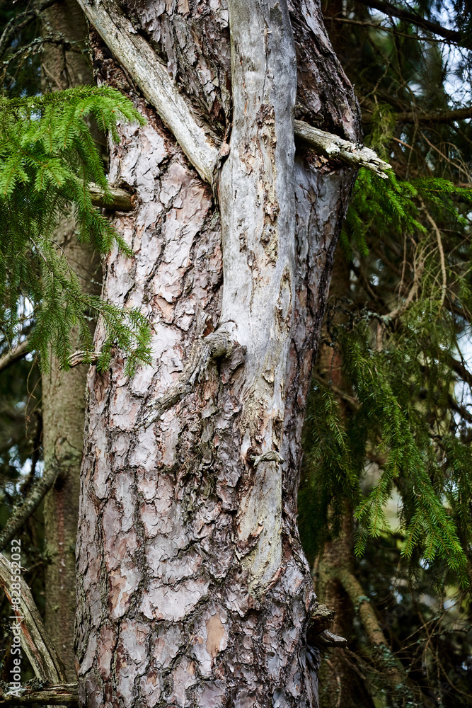 Bear perched on tree branches, gazing at the camera from above Bear perched on tree branches, gazing at the camera from above