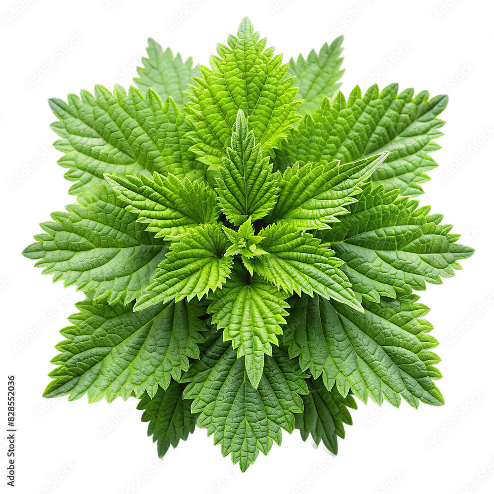 Fresh Nettle Leaf Cluster Isolated with Transparency Fresh Nettle Leaf Cluster Isolated with Transparency