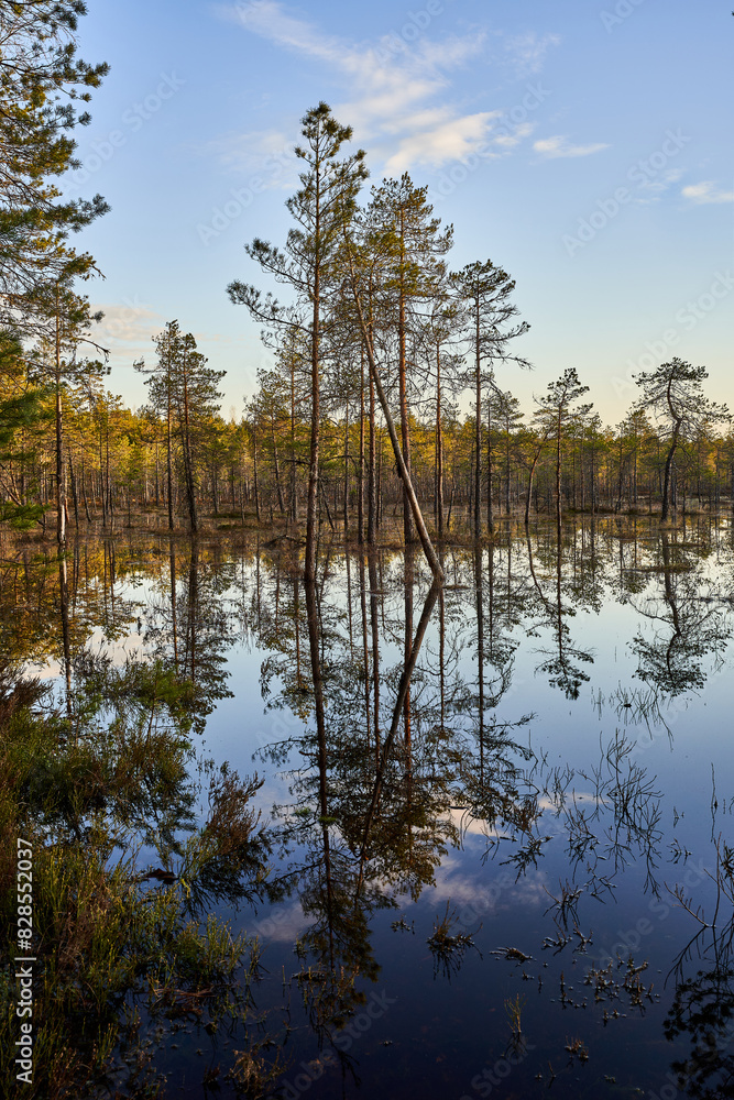 Small wetland surrounded by autumn trees with yellow foliage Small wetland surrounded by autumn trees with yellow foliage