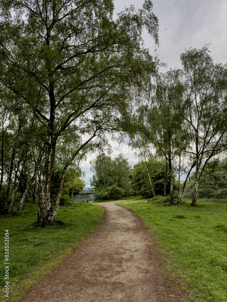 Meandering path through a tree-lined field Meandering path through a tree-lined field