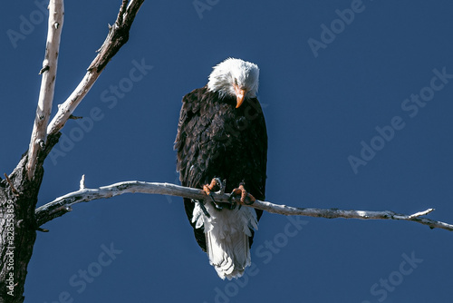 Bald eagle perched on tree branch in sunlight photo